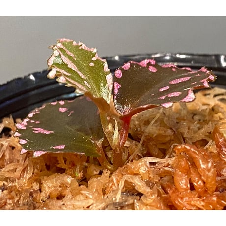 Begonia sp. ぼっち株 from Julau [R1214-01b]