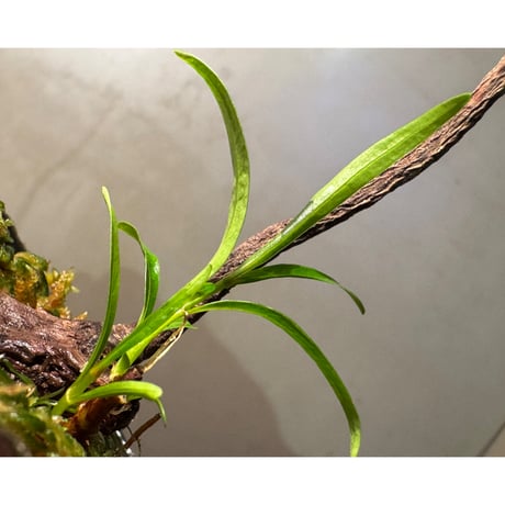 Homonoia riparia from Phu Yen Vietnam