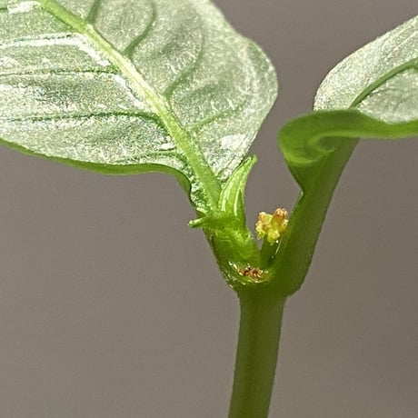Ophiorrhiza sp. from Selangor [TK]