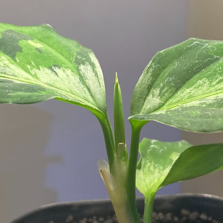 Aglaonema pictum "マルチカラー白玉" D.F.S from Sumatera Barat [AZ0912-1]