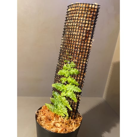 Teratophyllum "Birdwing-fern" from Bentong [AZ0117-3]