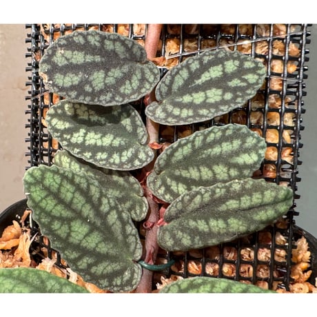 Pellionia pulchra "Siam Pink Moon"