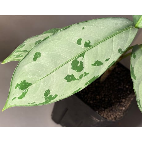 Aglaonema nebulosum from Matang [TK211017]