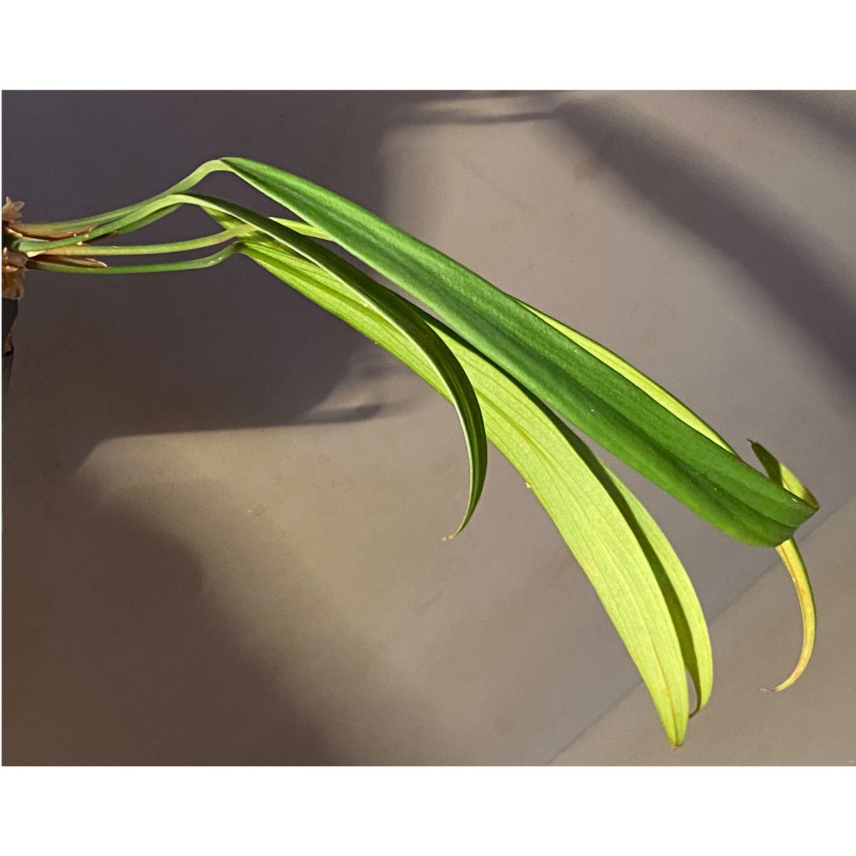 Homalomena anthurioides from 
