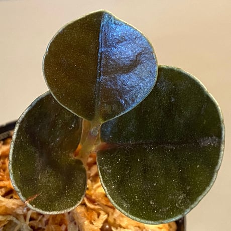Ardisia sp. from West Kalimantan