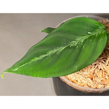 Aglaonema pictum "しるば〜らいん" from Aceh sumatera [LA0918-04j]