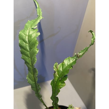 Microsorum sp. Short Dragon Tail