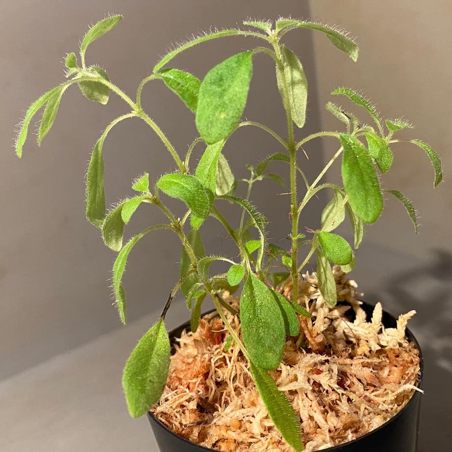 62c6d1274ba8b471033ca183