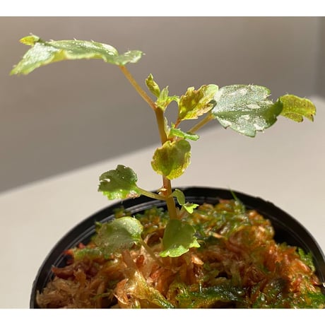 Begonia serratipetara from New Guinea