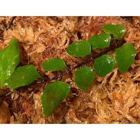 Microgramma heterophylla 伊藤蟻植物農園