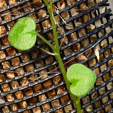 Peperomia sp. from Choco Colombia [tanakay]