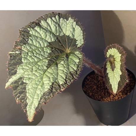 (大株) Begonia rex from India ①