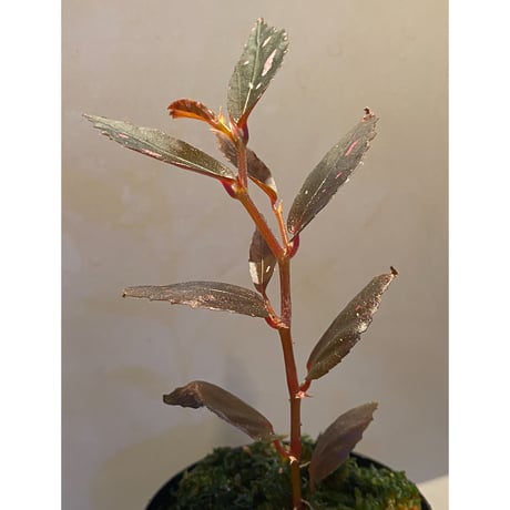 Begonia sp. from Julau [R1214-01b]