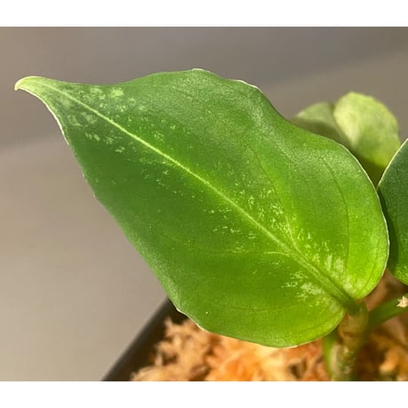 Aglaonema pictum “島風”13冬　from Sibolga timur ［AZ0813-4］