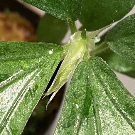 Elatostema sp. from Nopphitam [TK260915]