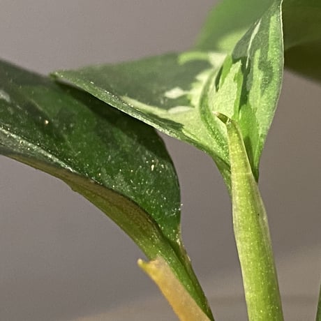 Aglaonema pictum from Aceh sumatera [T-120119] X産地