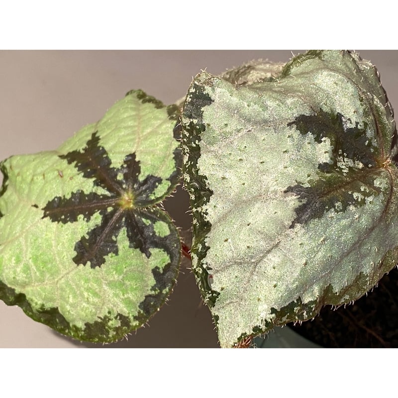 Begonia sp. from Lang Son [YH030519] TK | M・R・G・R