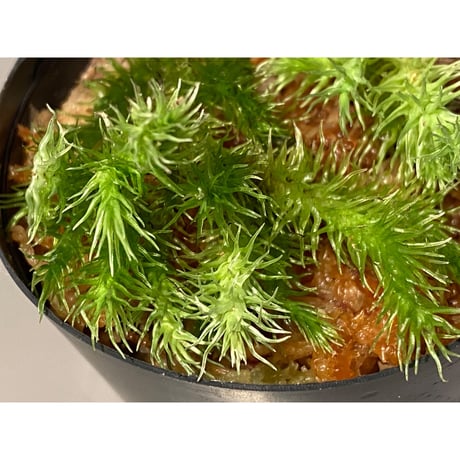 Moss "Sumatra utara" Sumatra [TB] ①