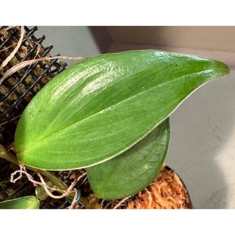 Philodendron sp. from Iquitos Peru [tanakay]