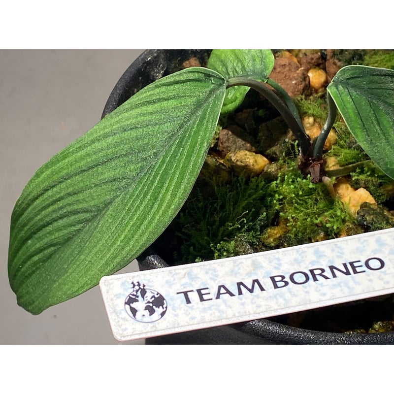 タグ付き) Homalomena plicata 