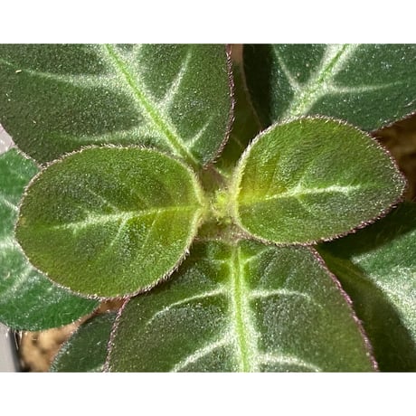 Codonoboea cf. pumilla from Riau sumatera [LA1119-02]