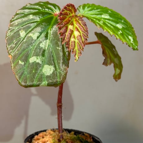 Begonia sp. from Kapuas hulu