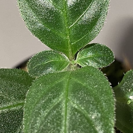 Gymnostachyum sp. f1 from Sumatera Barat [LA0414-01]