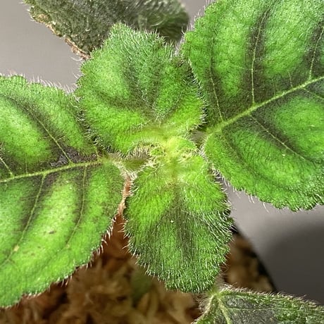 Kohleria inaequalis from Ecuador
