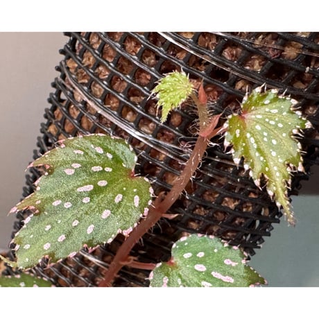Begonia sp. from Luzon Aurora Philippines 標高500m付近　[KSB]