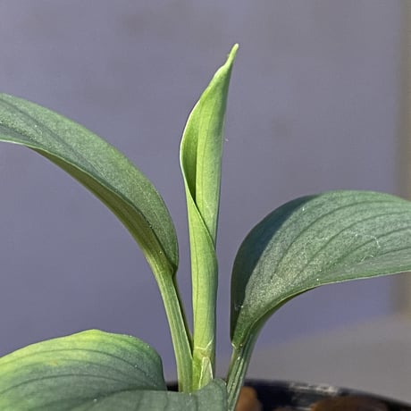 Homalomena sp . from Jerteh [TK090118-2]