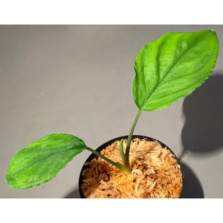 Homalomena sp. from Lan Saka [TK270915]