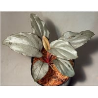 Homalomena sp. "Silver Bullet" from Pulau Lingga [AZ0917-1]