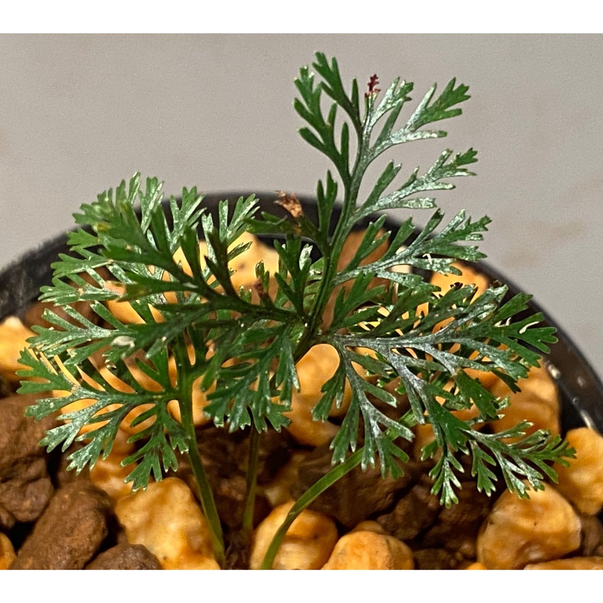 684〓希少Talisia sp. Maranhao タリシア [限定1鉢] 684〓希少Talisia