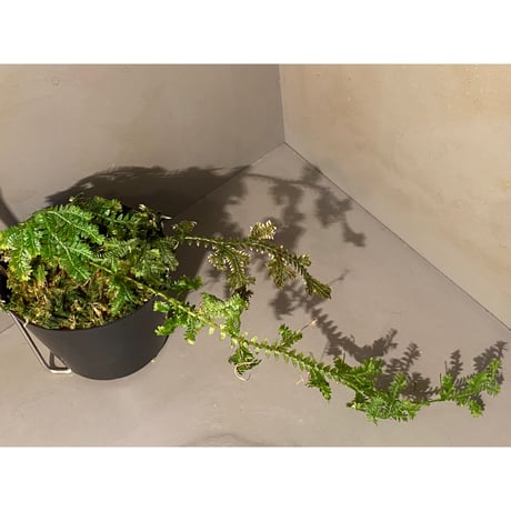 Selaginella sp. from Iquitos Peru [tanakay]