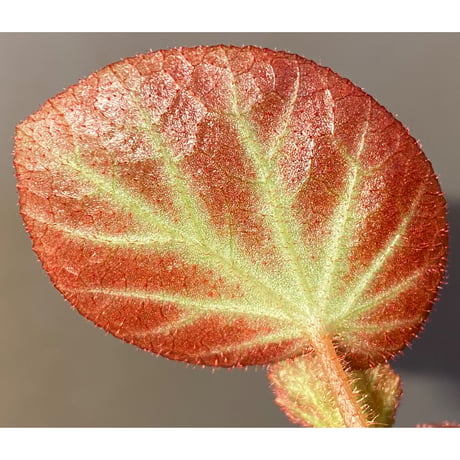 Begonia sp. from Manaus