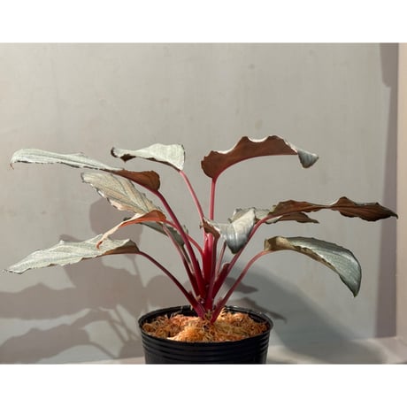 Homalomena sp. "Pink Velvet Long Leaf" from Kepulauan Riau