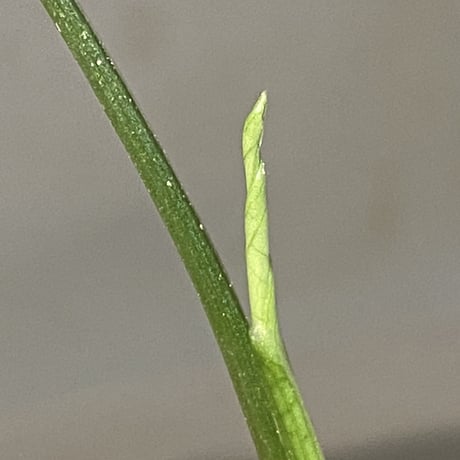 sp. from Bahia Solano Colombia [tanakay]
