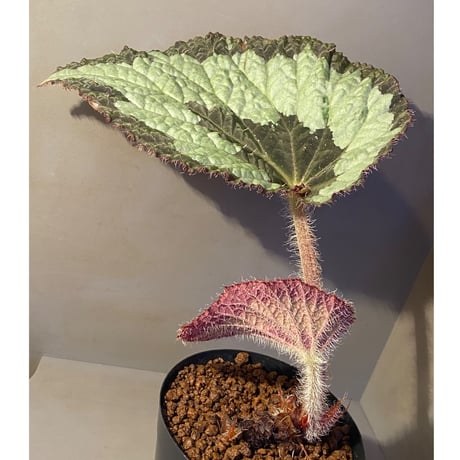 (大株) Begonia rex from India ①