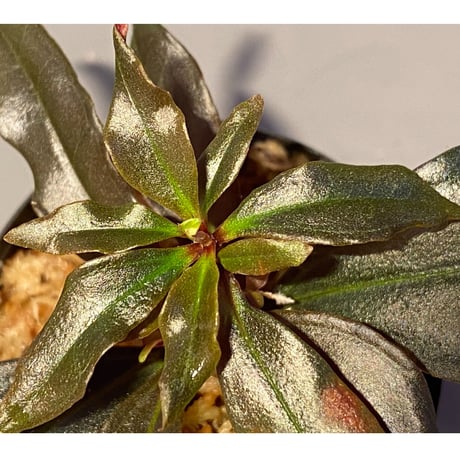 Medinilla sp. from Irian Jaya Papua