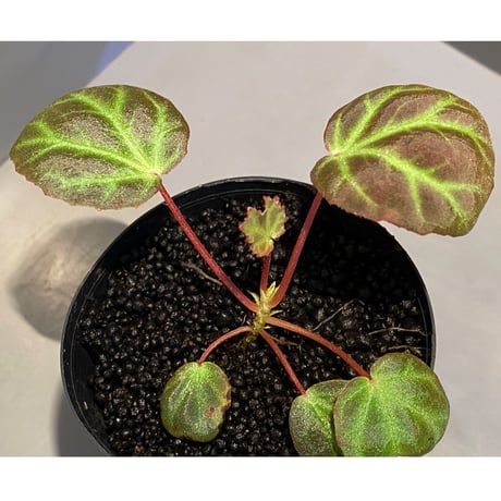 Begonia sp. from Aceh [LA]