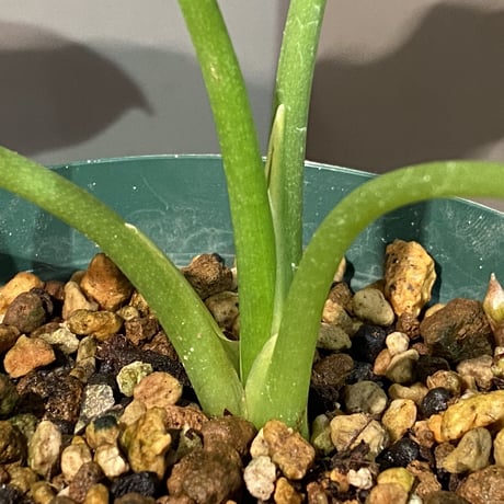 Alocasia heterophylla "Silver"