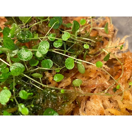 Peperomia emarginella from Colombia [LA0316-03]