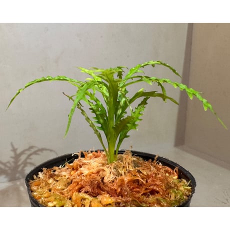 Labisia sp. from Jambi sumatera