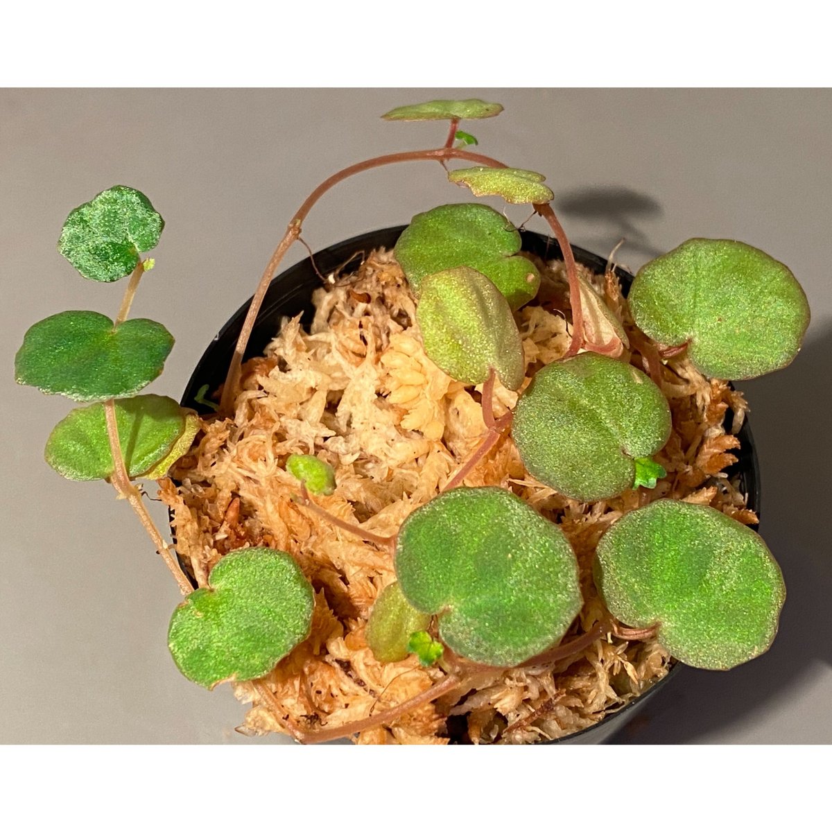 その他観葉植物 lichenora Begonia lichenora (sp.Mini) from Kalimantan Sar