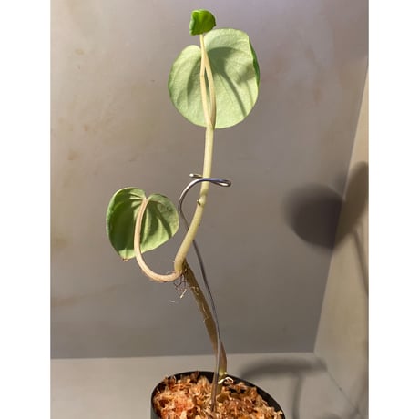 Peperomia sp. from Colombia [tanakay]