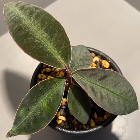 Ardisia malauiana from Sanggau kalimantan