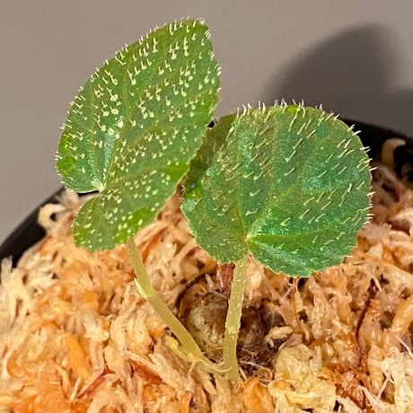 Begonia sp. from Trat Thailand