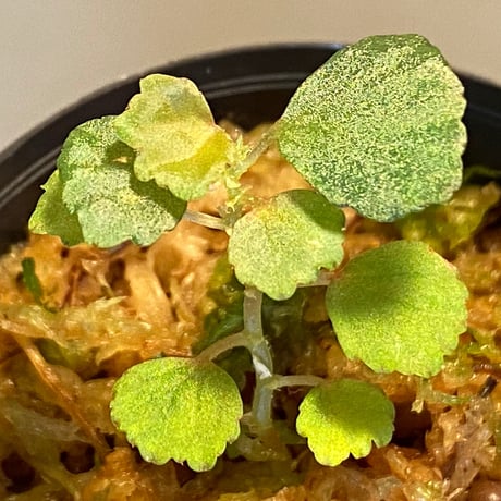 Begonia sp. from Lasi [R1214-02a]