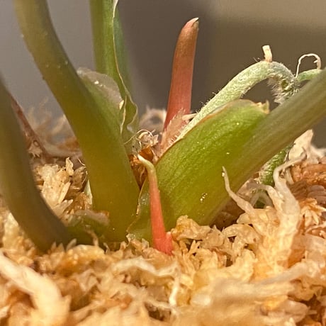 Homalomena hyb. Rec110-03 [K0320-f1] KZT