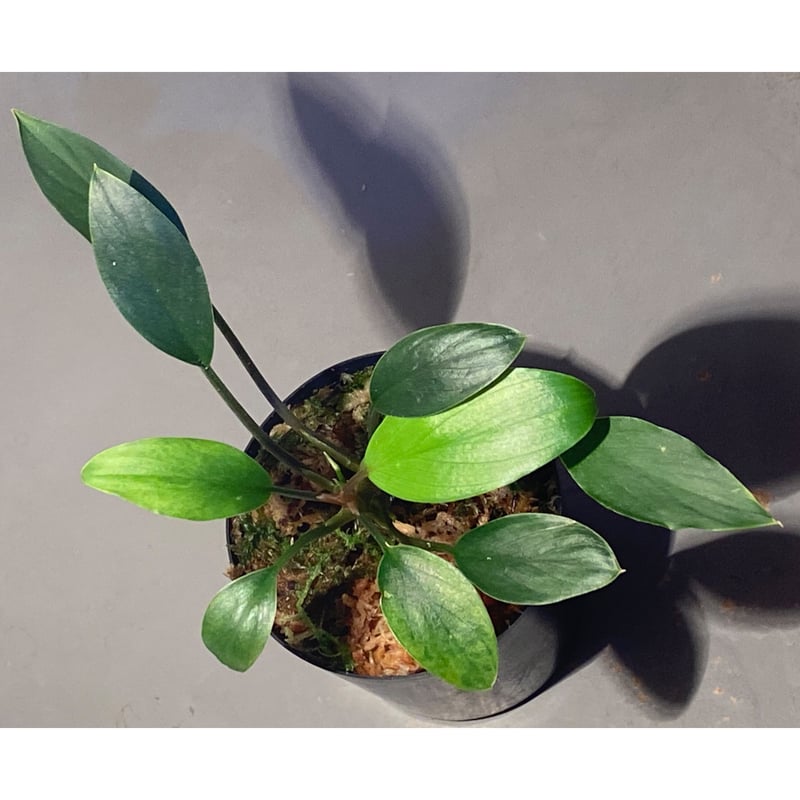 Homalomena sp. from Sekadau Selatan | M・R・G・R